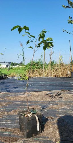 SZAKŁAK POSPOLITY - sadzonki 70 / 100 cm na Arena.pl