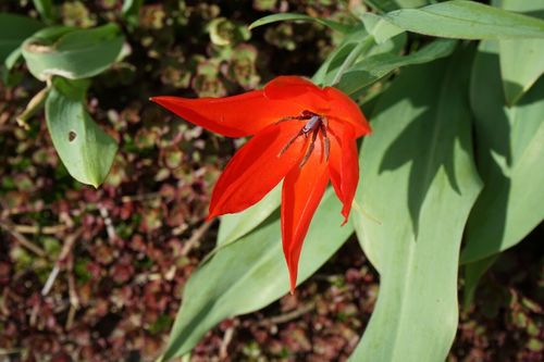 Tulipan Cebulki Tulipanów Kwiatów Czerwone Praestans Zwanenburg 50Szt na Arena.pl