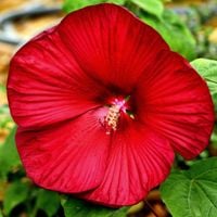 Hibiskus bylinowy 'Fireball' Ketmia Czerwony (Hibiscus moscheutos) 2.0L