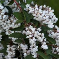 Żylistek szorstki Deutzia Miododajny Białe kwiaty Na żywopłot Sadzonki C2