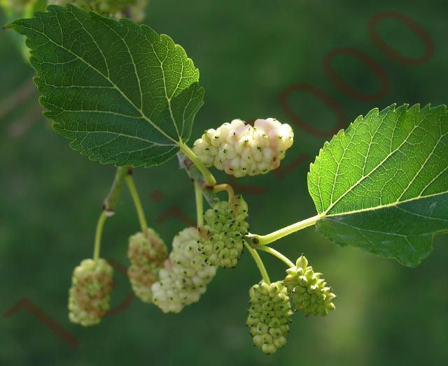 MORWA BIAŁA Alba - sadzonki w doniczkach zdjęcie 1