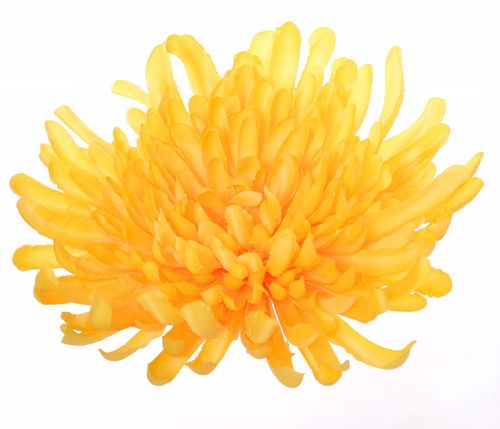 Chryzantema krab żółta na Arena.pl