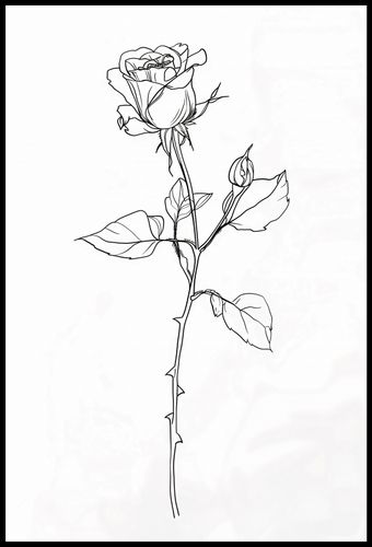 Plakat 68x101cm Kontur Róży na Arena.pl