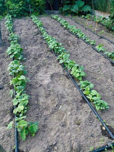 LINIA KROPLUJĄCA z kompensacją NAWADNIANIE 50m + 56 elementów Wąż pocący na Arena.pl