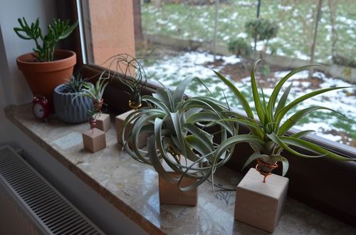 TILLANDSIA, OPLĄTWA X 6 SZT, NA START ! airplant na Arena.pl