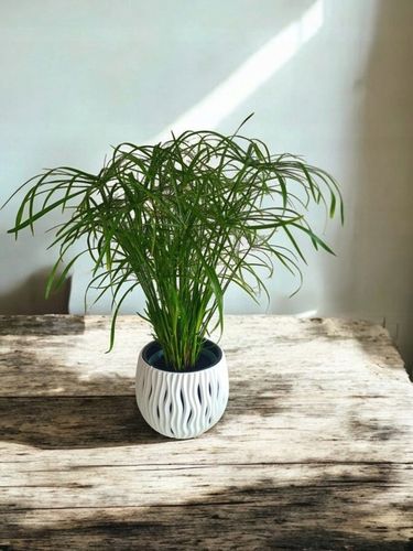 Papirus Cibora zmienna Cyperus alternifolius do Domu Ogrodu i Oczek na Arena.pl