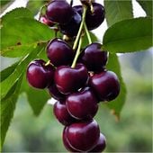 Czereśnia CZESKA późna BARDZO CIEMNY CZARNY OWOC / sadzonka / sadzonki
