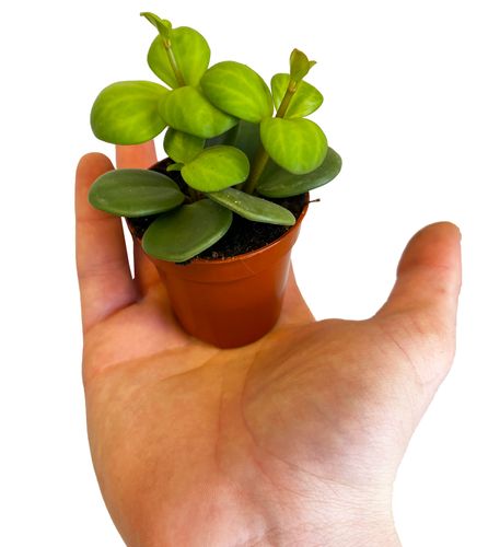 Peperomia HOPE 10 cm na Arena.pl