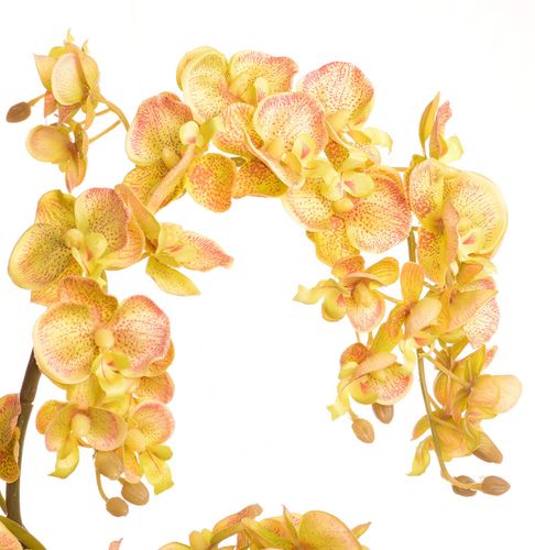 Storczyk w ceramicznej donicy na Arena.pl