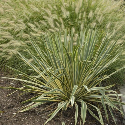 JUKA YUCCA Bright Edge sadzonki P9 na Arena.pl