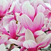 Magnolia pośrednia 'Alexandrina' (Magnolia × soulangeana)  Poj. 20L