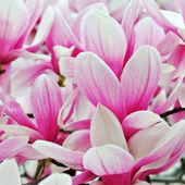 Magnolia pośrednia 'Alexandrina' (Magnolia × soulangeana)  Poj. 20L