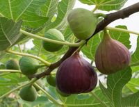 FIGOWIEC POSPOLITY Ficus carica - NASIONA 10000 sztuk - 10g.