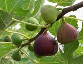 FIGOWIEC POSPOLITY Ficus carica - NASIONA 10000 sztuk - 10g.