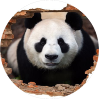 Opłatek na tort Urodziny Miś Misiu Panda Misiek Tekst Gratis