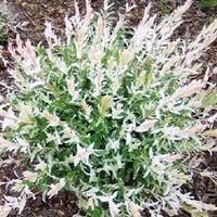 Wierzba japońska 'Hakuro Nishiki' w doniczkach P9, wysokość 50-70 cm