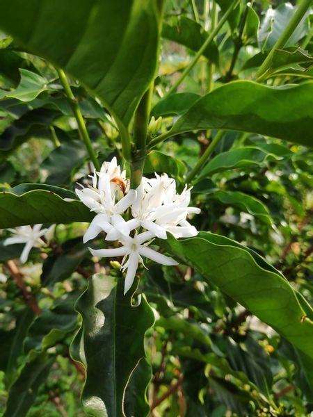 KAWA ZIARNISTA 1 kg FORTE blend BRAZYLIA palona w dniu zakupu DO EKSPRESU zdjęcie 2