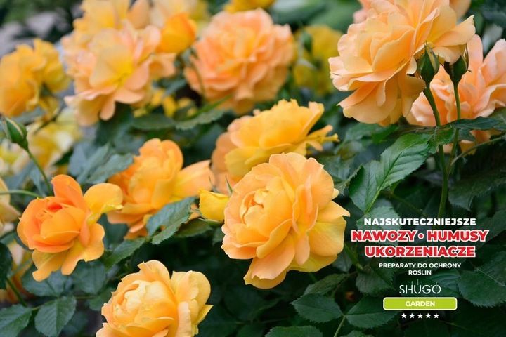 Nawóz do Róż 5 kg SHUGO zdjęcie 4