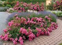 RÓŻA okrywowa różowa - sadzonki 20 / 30 cm