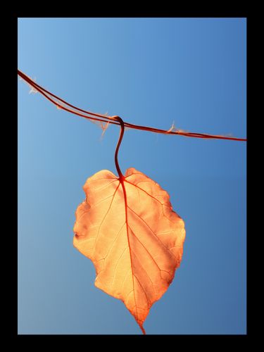 Plakat 13x18cm Ostatni Liść na Arena.pl