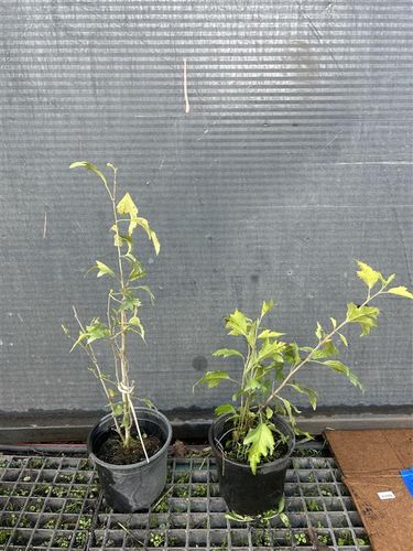 Hibiskus Tower Ruby - sadzonki 30 / 50 CM na Arena.pl