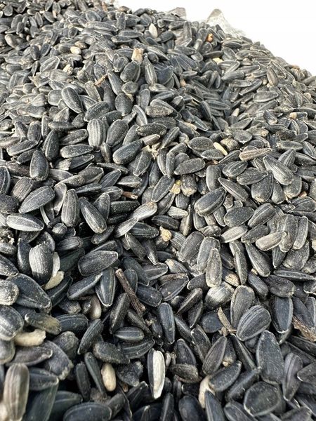 Słonecznik czarny 20 kg zdjęcie 5