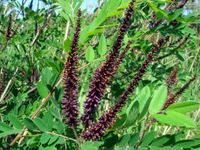 P9 AMORFA INDYGOWIEC 60-80 CM. MIODODAJNA