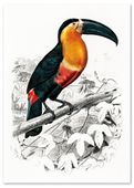 Plakat tukan ilustracja 70x100 cm