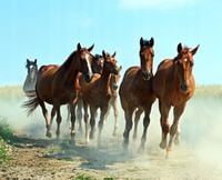 FOTOTAPETA ZWIERZĘTA KONIE GALOP ŚCIEŻKA 380x256