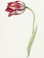 Plakat 60x80cm Różowy Tulipan, Jean Bernard Vintage do Salonu