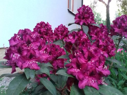 Różanecznik Kali C3 E na Arena.pl