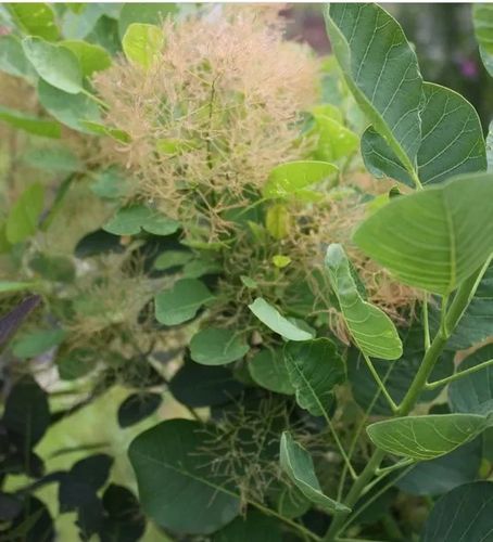 PERUKOWIEC PODOLSKI zielony - sadzonki 50 / 80 cm na Arena.pl