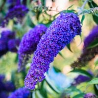 Budleja Dawida 'Empire Blue' Niebieska (Buddleja davidii) Doniczka 2.0L