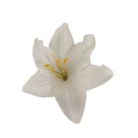 Lilia wyrobowa pearl 12szt