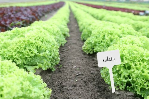 ETYKIETY TABLICZKI DO OPISYWANIA ROŚLIN NASION SADZONEK ZNACZNIKI 50SZ na Arena.pl