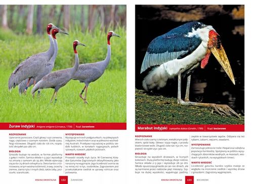 PTAKI ŚWIAT ATLAS PTAKÓW ŚWIATA 250 GATUNKÓW TWARDA OPRAWA KSIĄŻKA PREZENT na Arena.pl