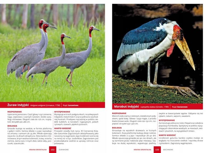 PTAKI ŚWIAT ATLAS PTAKÓW ŚWIATA 250 GATUNKÓW TWARDA OPRAWA KSIĄŻKA PREZENT zdjęcie 4