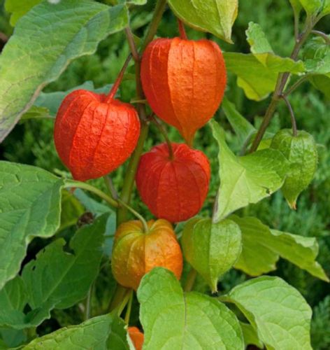MIECHUNKA ROZDĘTA WINTER CHERRY - sadzonki w doniczkach NW na Arena.pl