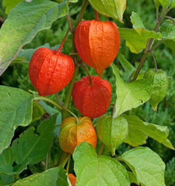 MIECHUNKA ROZDĘTA WINTER CHERRY - sadzonki w doniczkach NW zdjęcie 3
