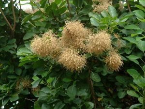 GK PERUKOWIEC PODOLSKI COTINUS COGGYGRIA na Arena.pl