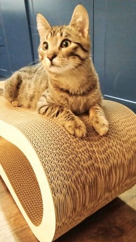 Drapak dla kota LEON | biały | 78x28x24 cm | MruuPruu na Arena.pl