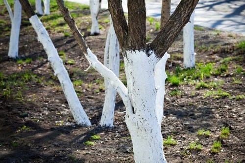 Wapno Hydratyzowane Gaszone do Bielenia Drzewek Owocowych Piwnic 20KG na Arena.pl