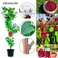 Wiśnia Nadwiślanka odmiana do ogrodu 180-220 cm