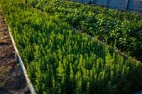 Świerk pospolity sadzonki 15-30 cm komplet 100 sztuk