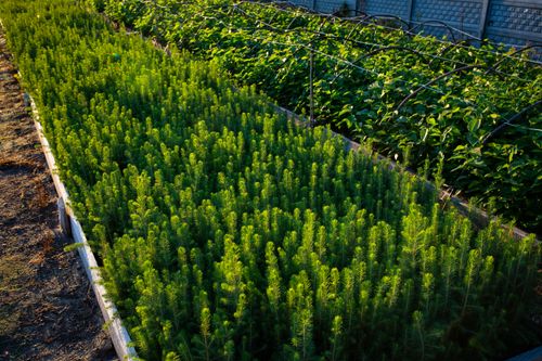 Świerk pospolity sadzonki 15-30 cm komplet 100 sztuk na Arena.pl