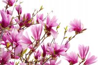 FOTOTAPETA KWIATY FIOLETOWE KWIATY KWITNĄCE DRZEWO