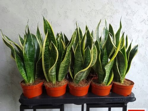 Sansevieria "Futura Superba" Promo na Arena.pl