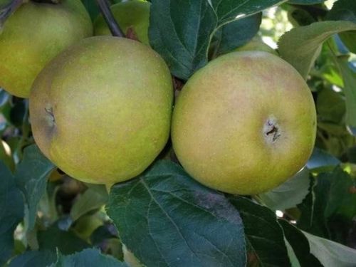 Jabłoń SZARA RENETA stara odmiana WYŚMIENITA na szarlotkę i przetwory na Arena.pl