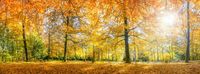 FOTOTAPETA KRAJOBRAZ JESIEŃ PARK DRZEWA 395x280