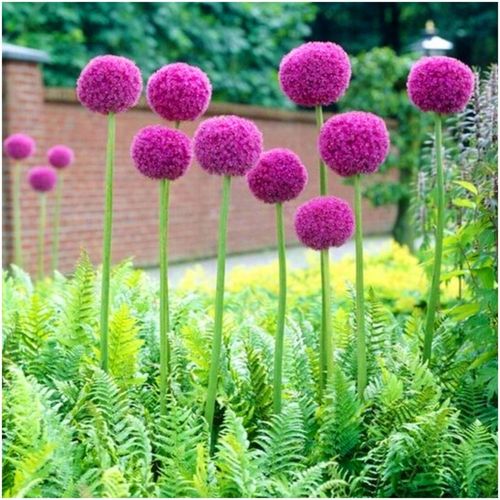 CZOSNEK ozdobny OLBRZYMI cebulki FIOLETOWY GLADIATOR 5 szt. + GRATIS na Arena.pl